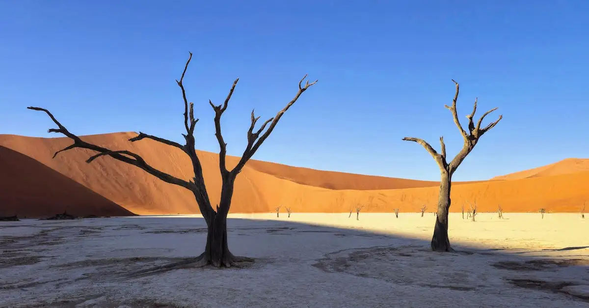 ¿Dónde está el desierto de Namib en el parque Namib-Naukluft?