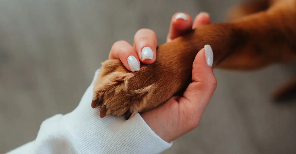 ¿Hallazgos fósiles revelan la conexión entre perros y humanos?