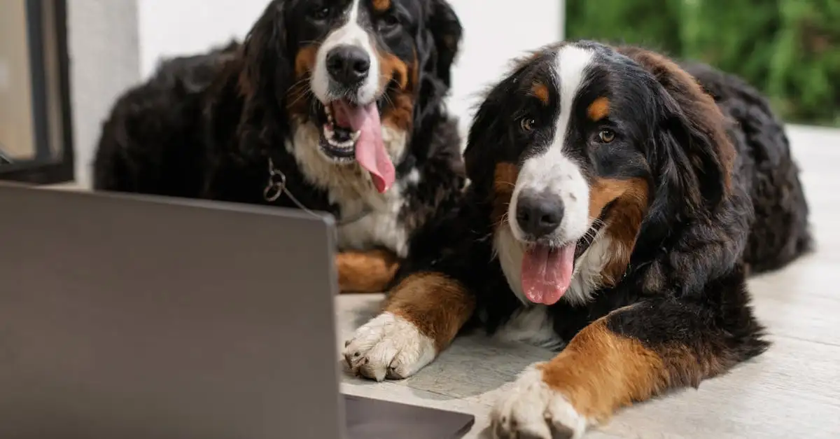 ¿Por qué los perros gruñen para advertir peligros?
