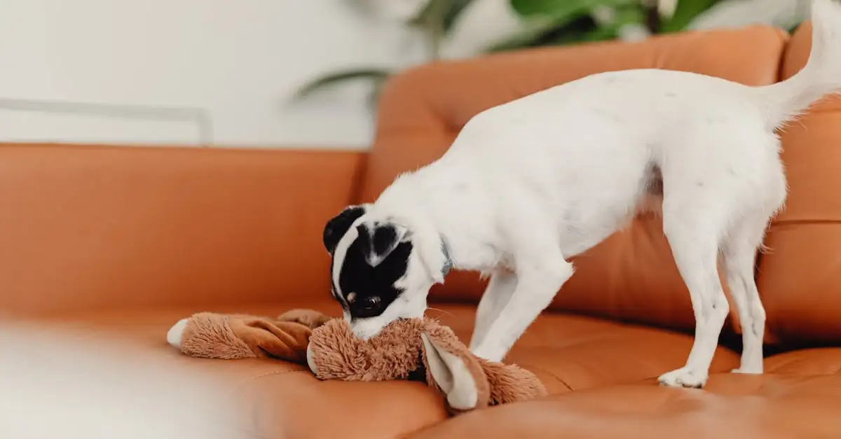 ¿Por qué los perros gruñen para advertir peligros?
