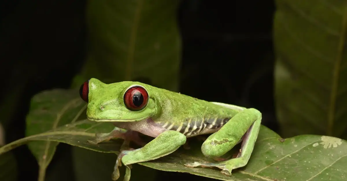 ¿Por qué los sapos tienen colores tan brillantes y llamativos?