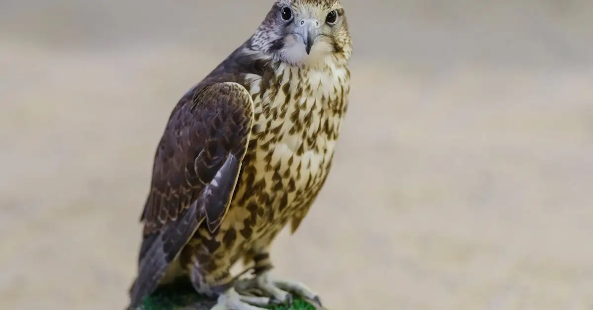 ¿Qué hace al gavilán y al águila cazadores eficaces?