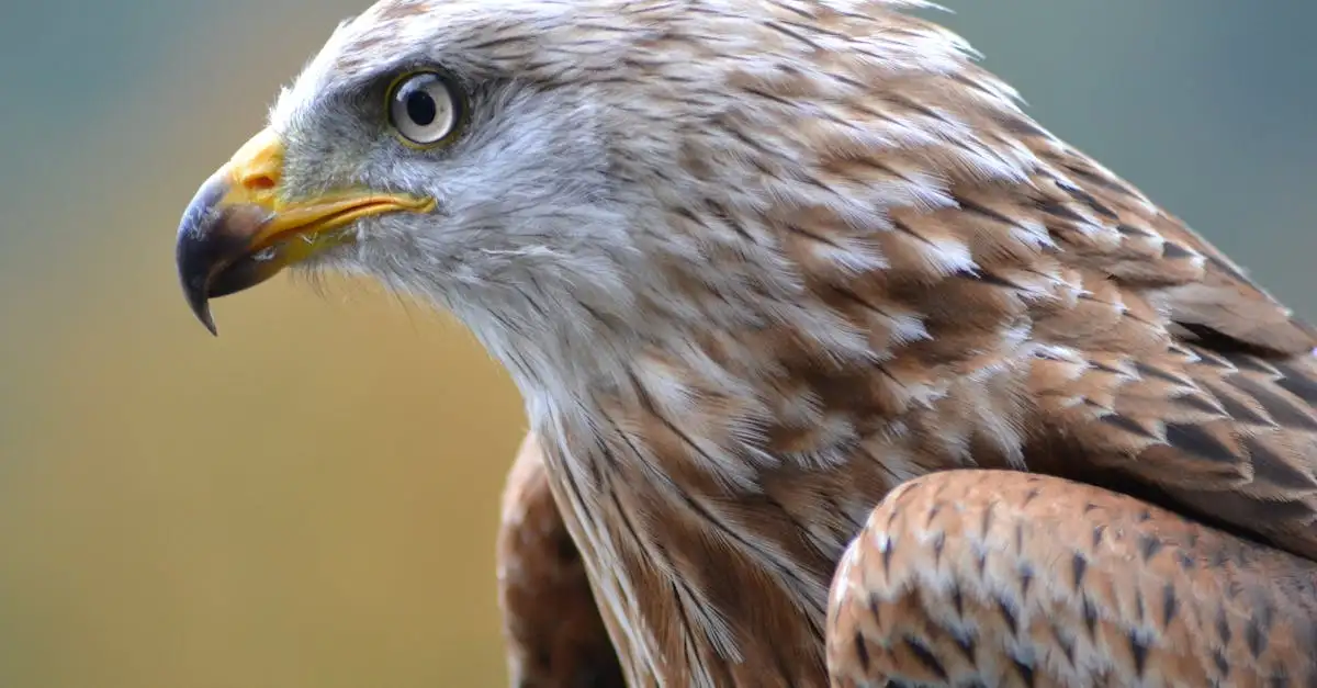 ¿Qué hace al gavilán y al águila cazadores eficaces?