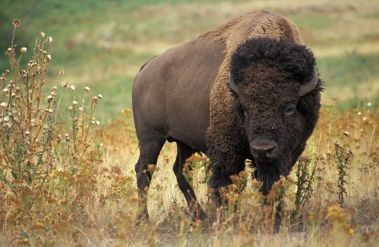 ¿Qué historia oculta hay tras el bisonte blanco?