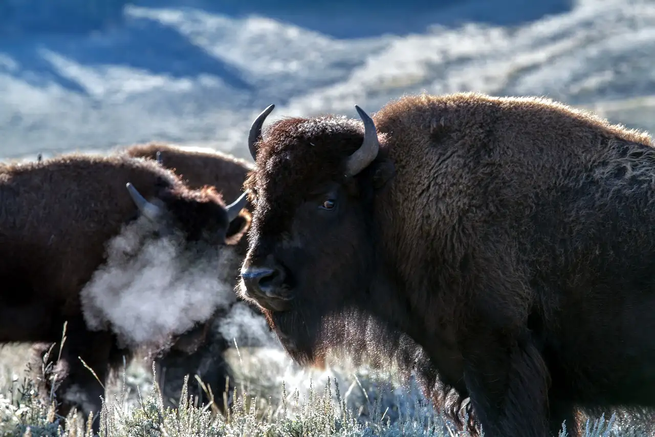 ¿Qué historia oculta hay tras el bisonte blanco?