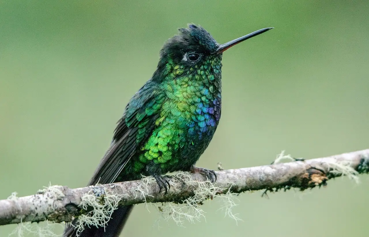 ¿Qué simbolismo tenían los colibríes en la mitología americana?