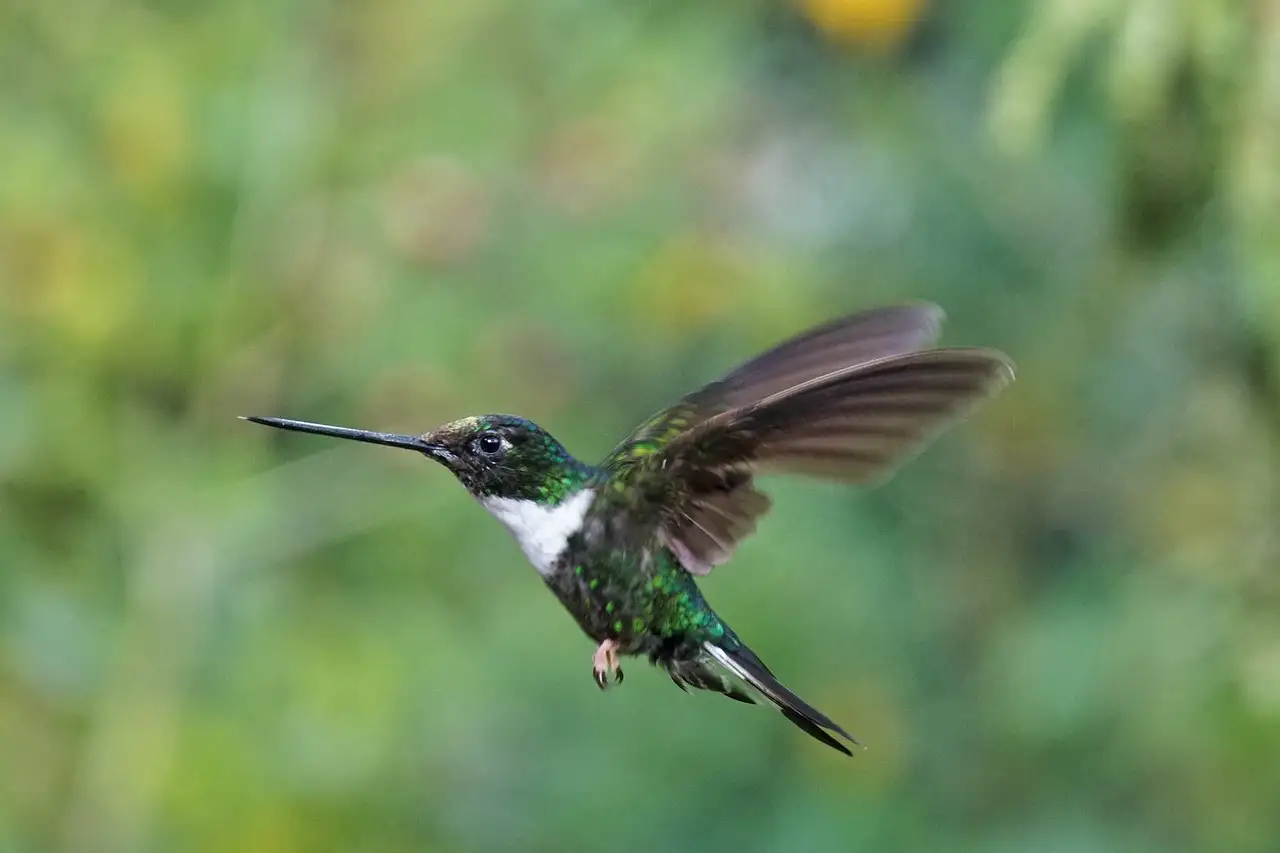 ¿Qué simbolismo tenían los colibríes en la mitología americana?