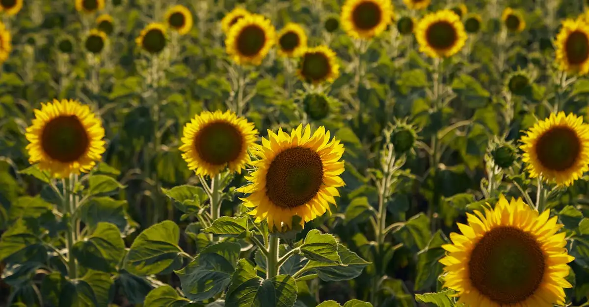 ¿Quiénes son los protagonistas de Los Girasoles?
