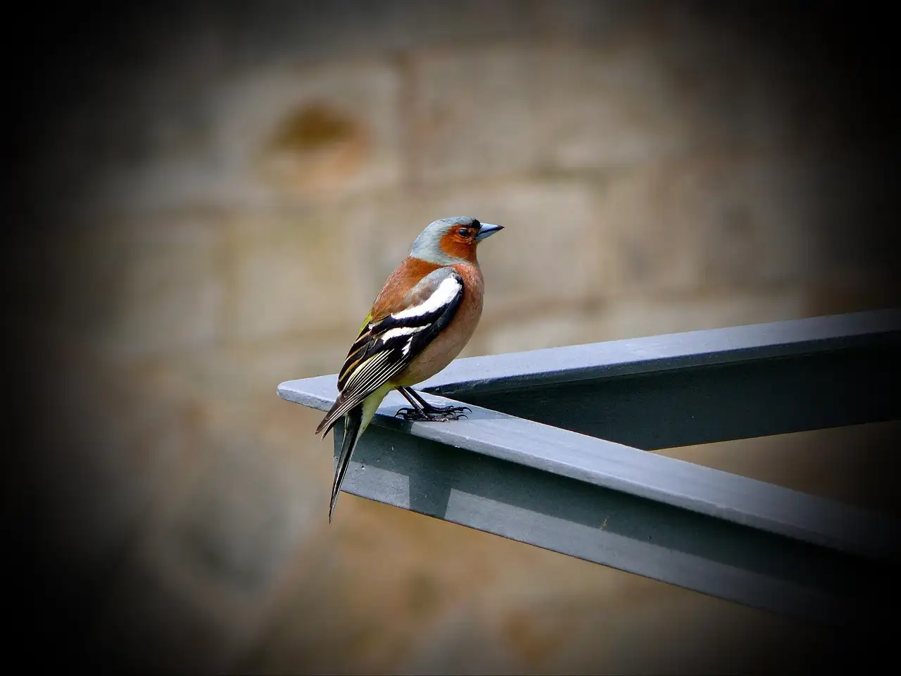 ¿Cómo aprenden las aves a hablar y comunicarse eficazmente?