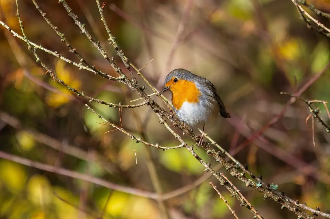 ¿Cómo aprenden las aves a hablar y comunicarse eficazmente?