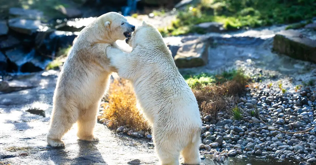 ¿Cómo aprovechan los osos polares su pelaje blanco?