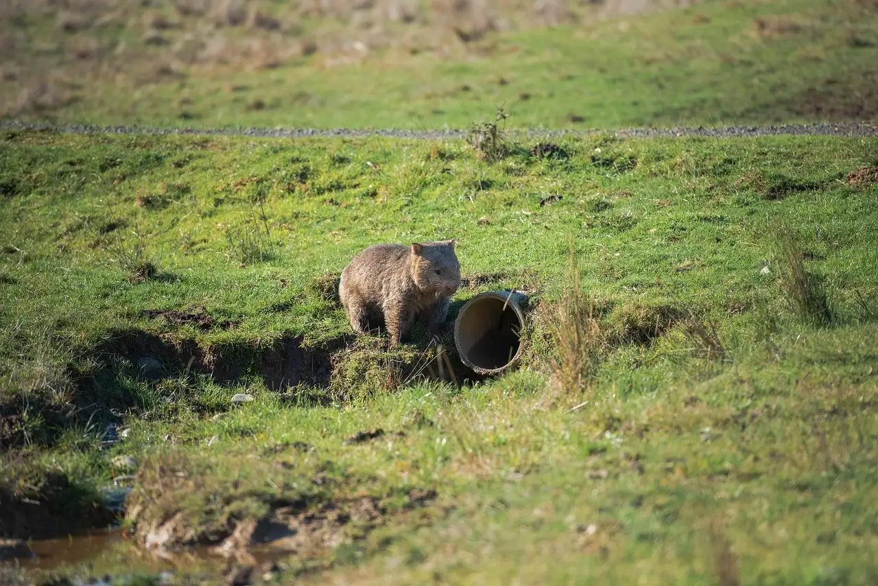 ¿Cómo sobreviven los wombats en climas secos eficazmente?