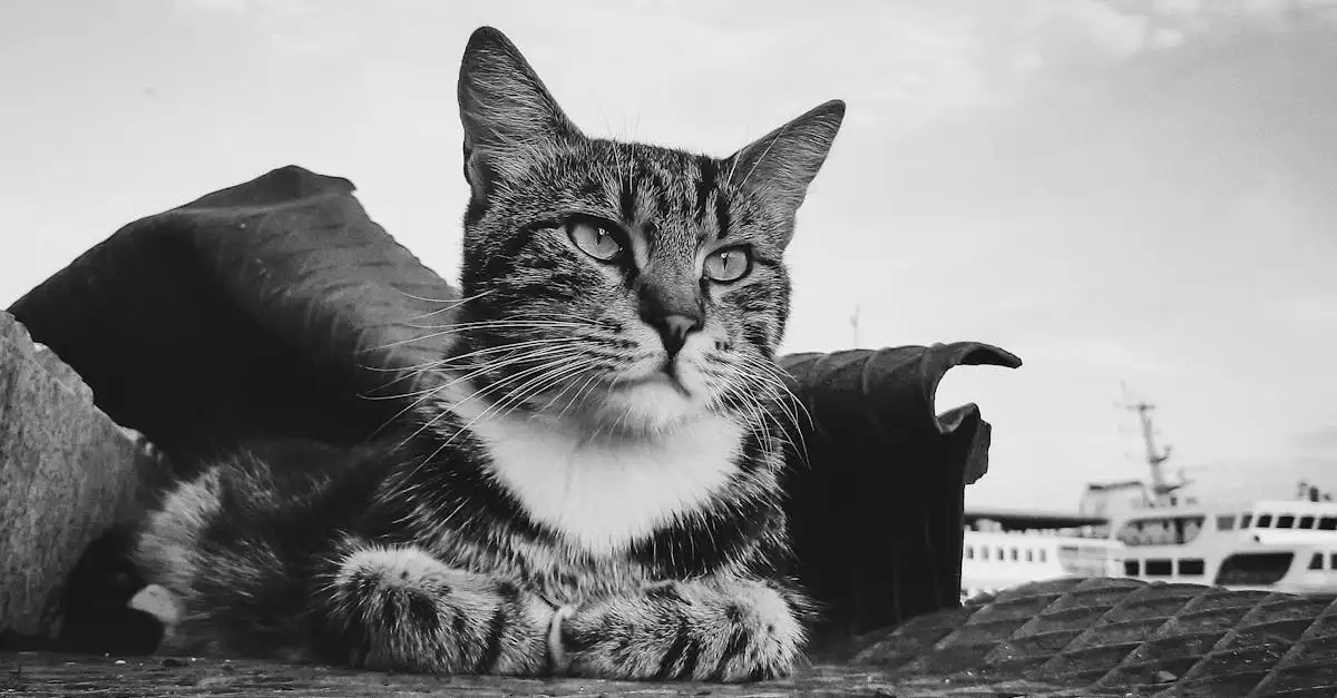 ¿Cuál fue la importancia de los gatos en barcos medievales?