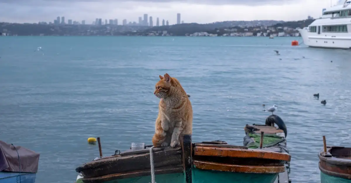 ¿Cuál fue la importancia de los gatos en barcos medievales?