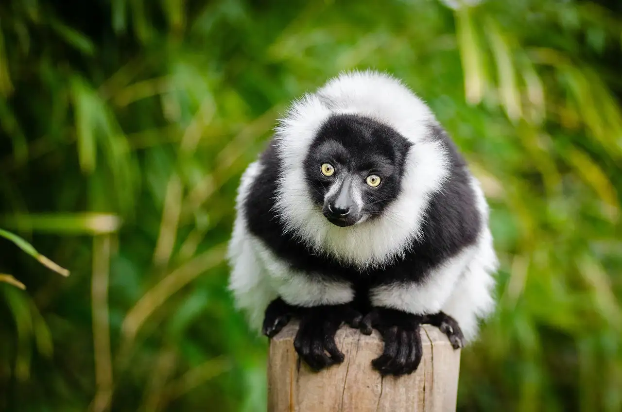 ¿Cuáles son las 3 atracciones principales de Madagascar?