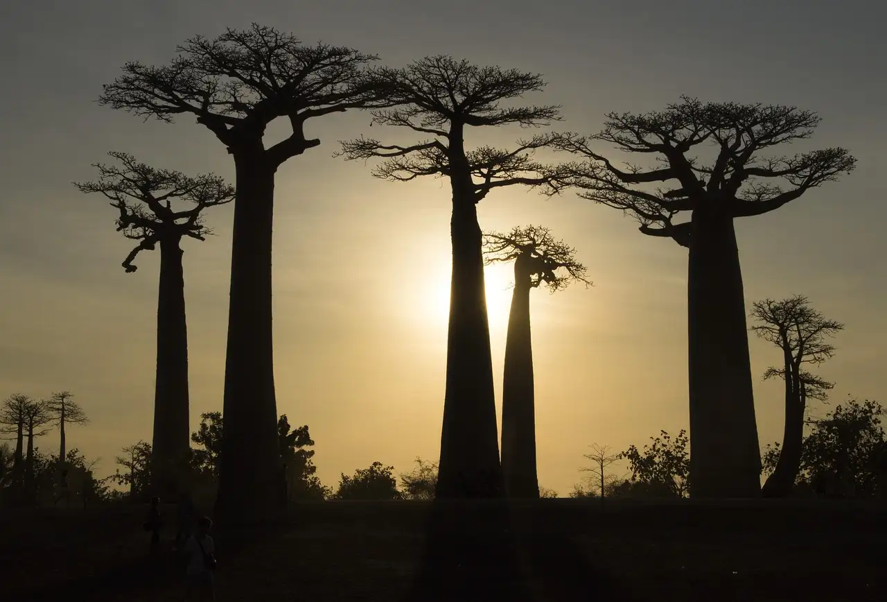 ¿Cuáles son las 3 atracciones principales de Madagascar?