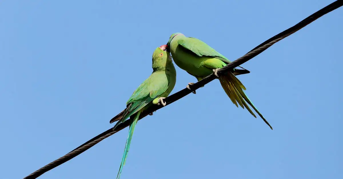 ¿Cuáles son las aves con danzas de cortejo fascinantes?