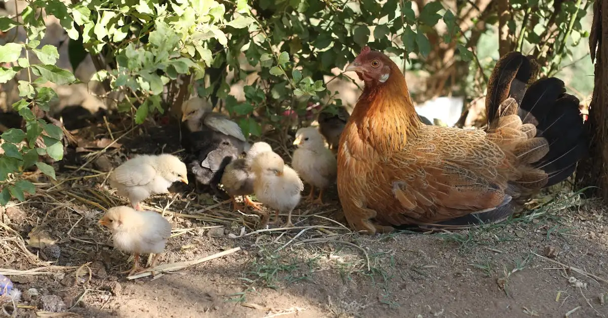 ¿Cuáles son las aves que crían juntas y por qué lo hacen?
