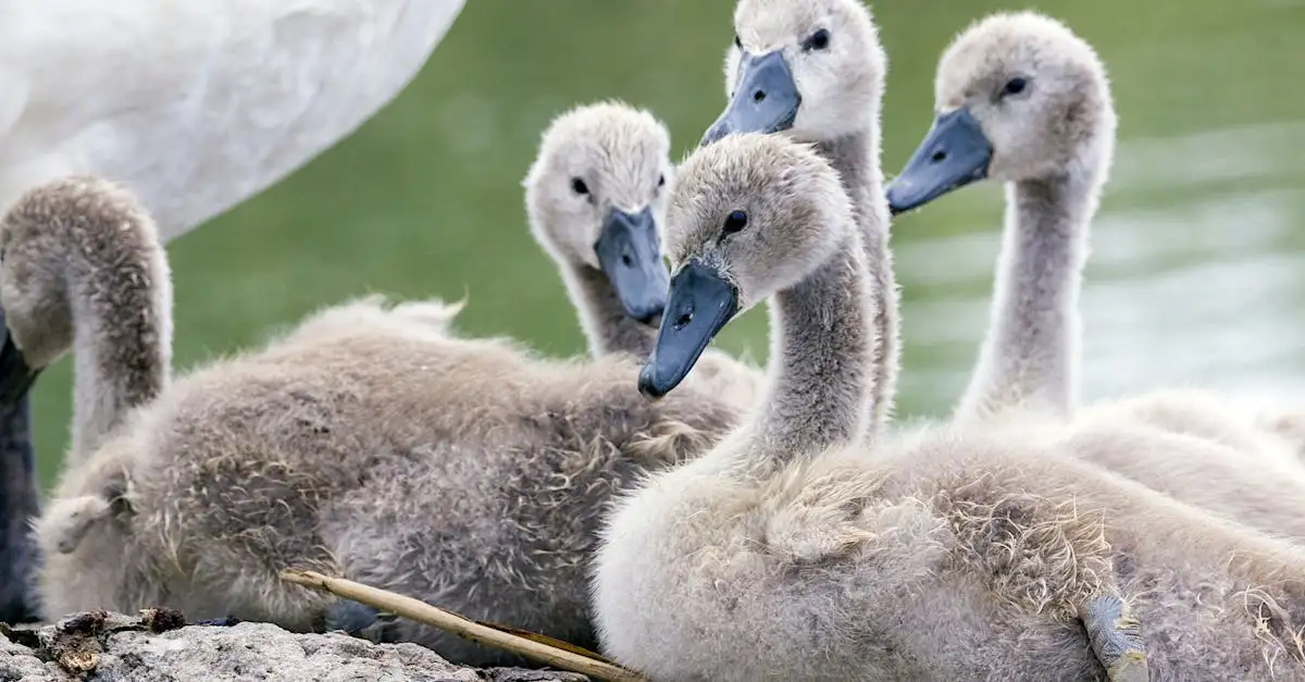 ¿Cuáles son las aves que crían juntas y por qué lo hacen?
