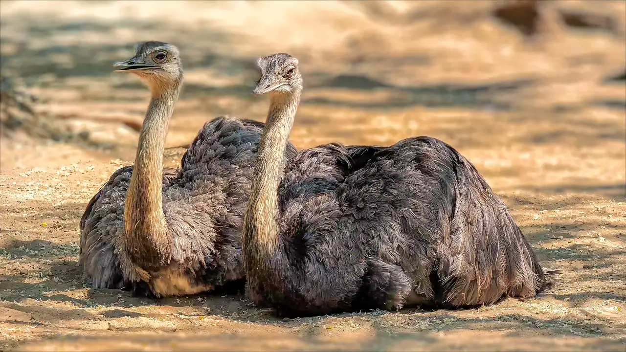 ¿Cuáles son las características de las aves corredoras?