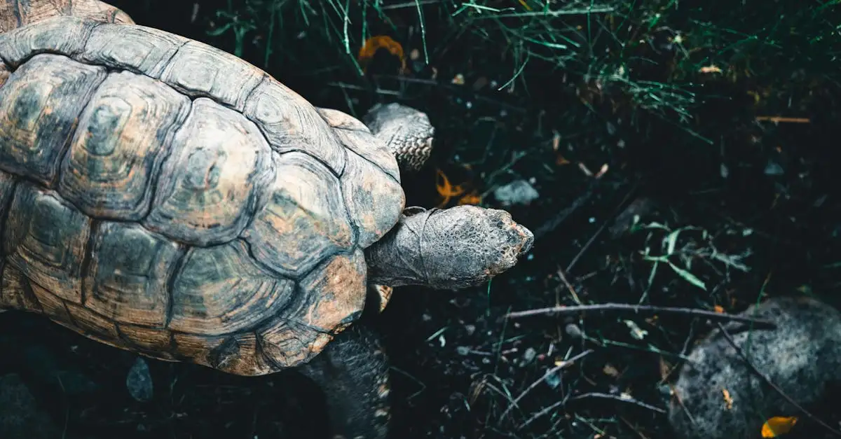 ¿De qué manera adapta la tortuga de Galápagos su caparazón?