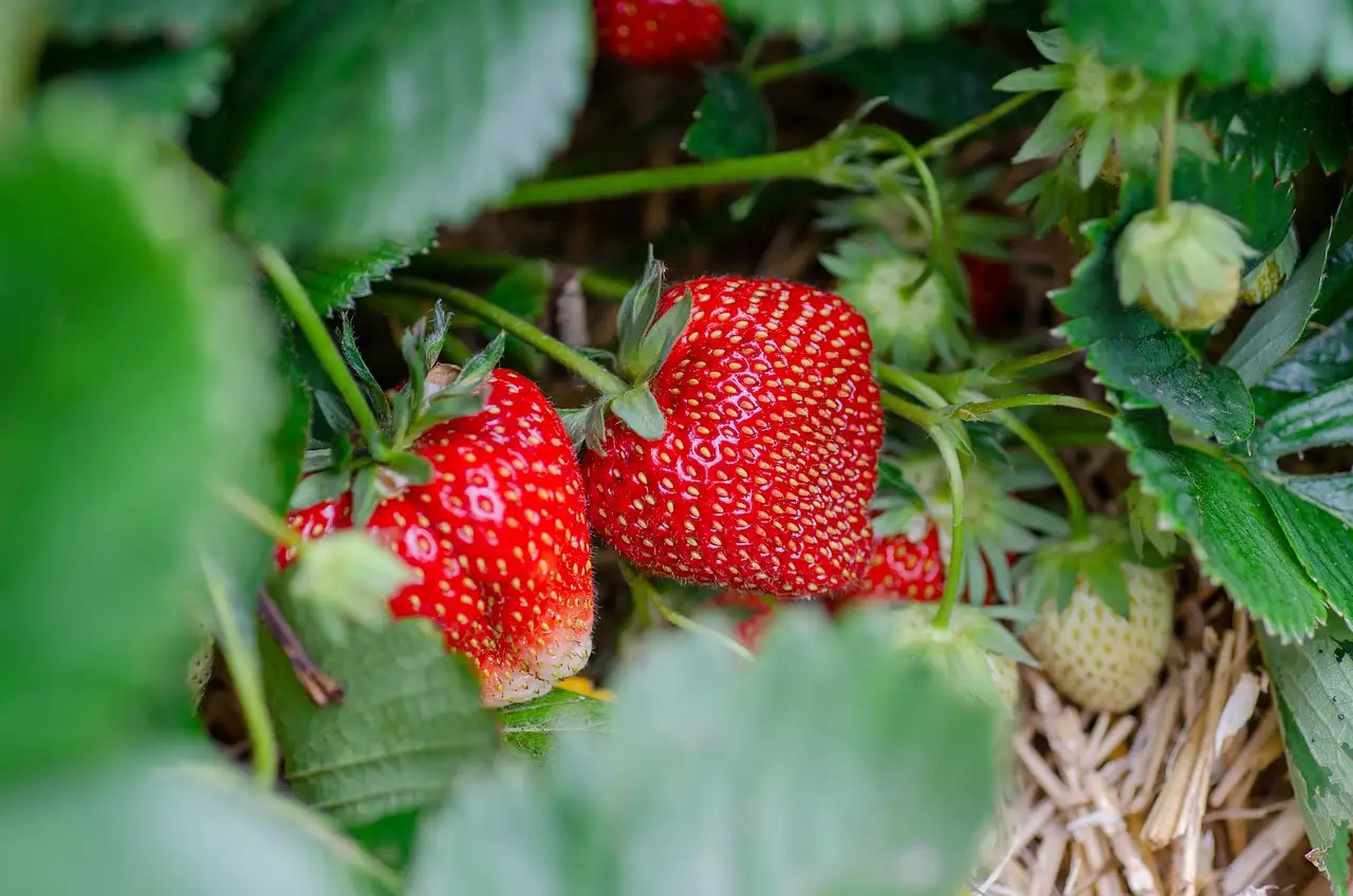 ¿Fresas: cuántos gramos son peligrosos para tu salud?