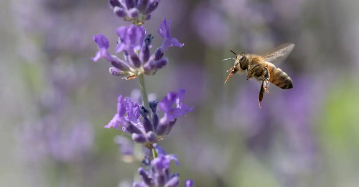 ¿La lavanda realmente reduce la ansiedad? Descubre aquí.