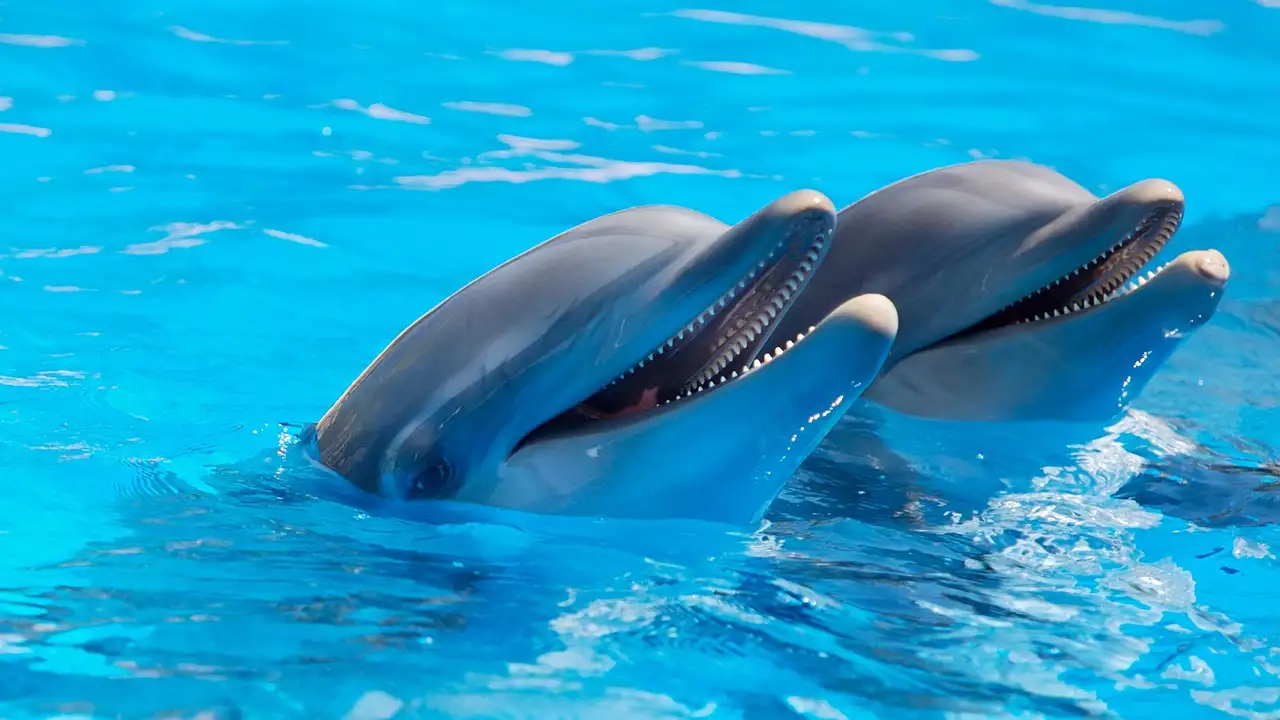 ¿Los delfines se llaman realmente por su nombre?