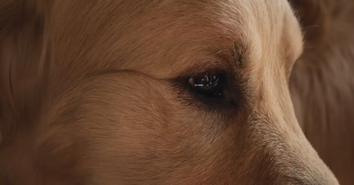 ¿Los perros ven colores? Descubre la verdad aquí.