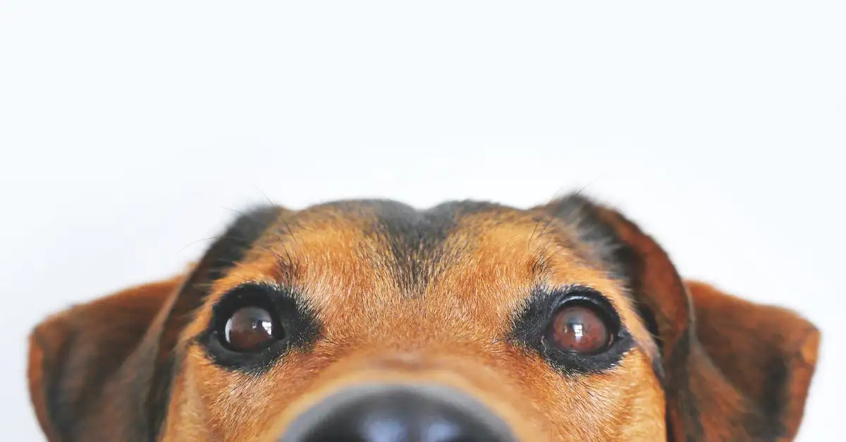 ¿Los perros ven colores? Descubre la verdad aquí.