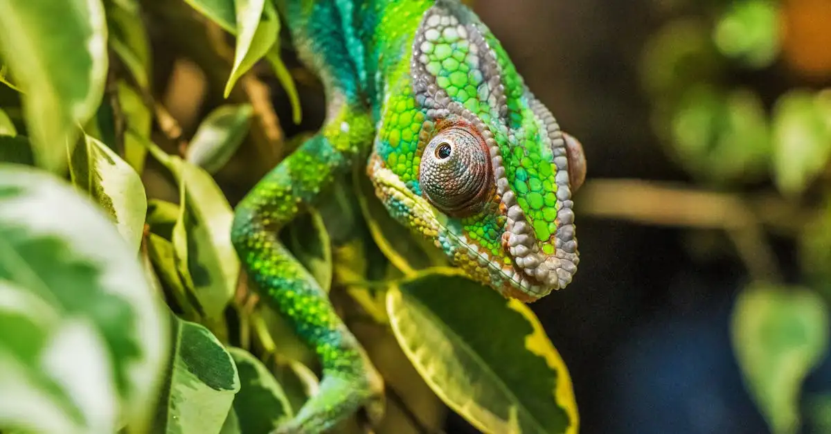 ¿Por qué los camaleones cambian de color? Descúbrelo aquí.