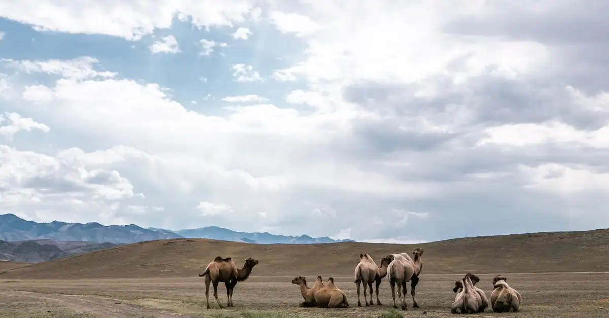 ¿Por qué los camellos tienen bultos y qué función cumplen?