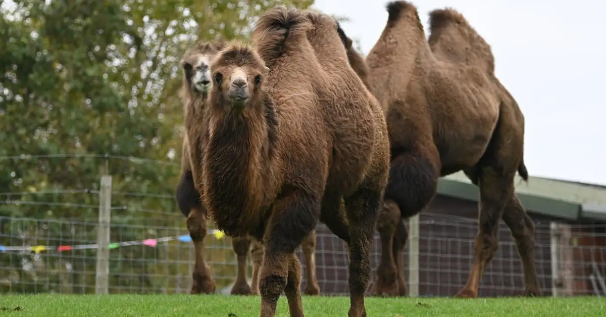 ¿Por qué los camellos tienen bultos y qué función cumplen?