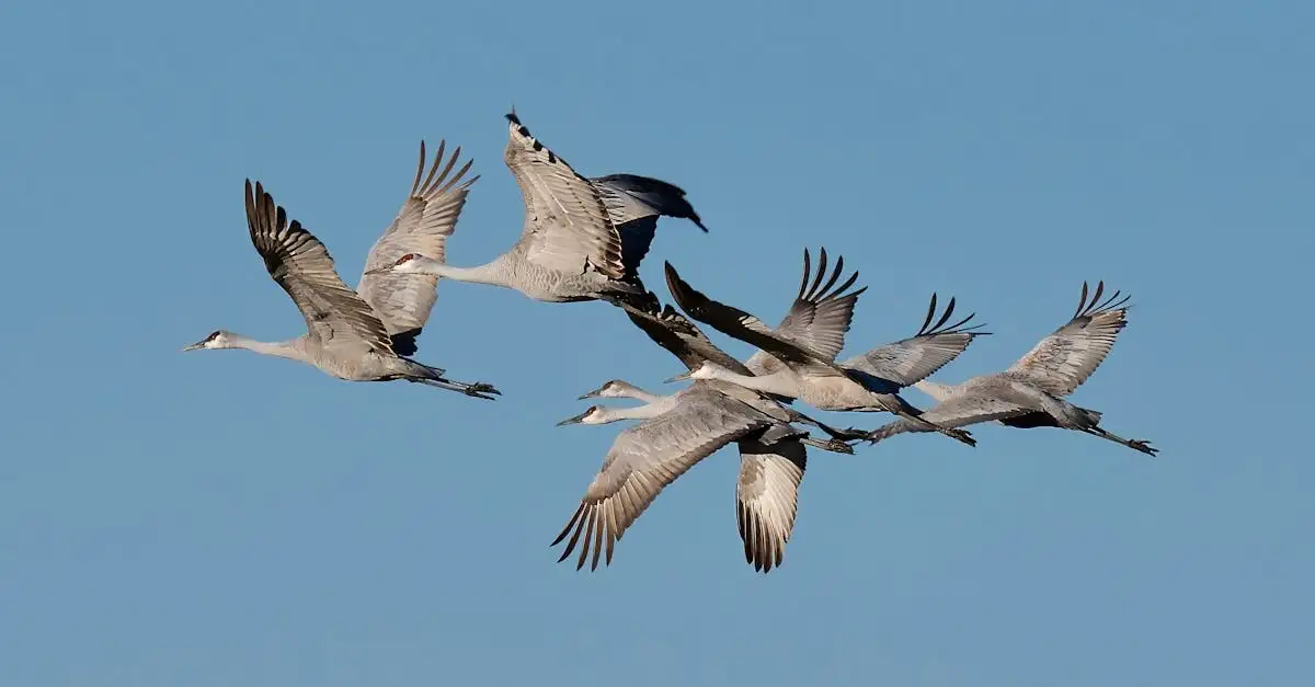 ¿Qué aves crean arenas de cortejo como los pájaros de prado?