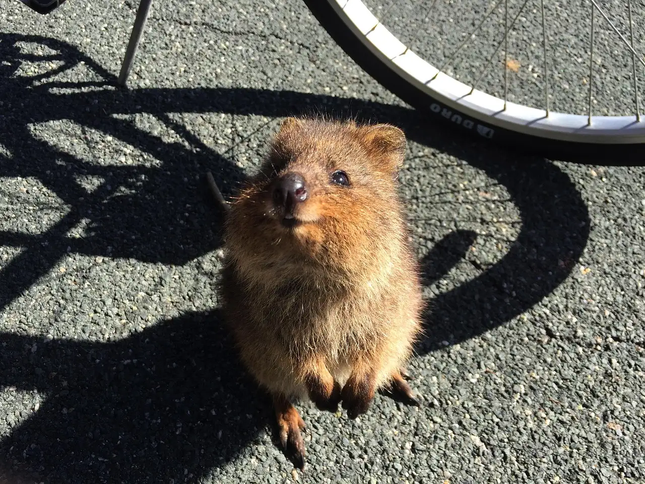 ¿Qué hace a los quokkas el orgullo de la isla Rottnest?