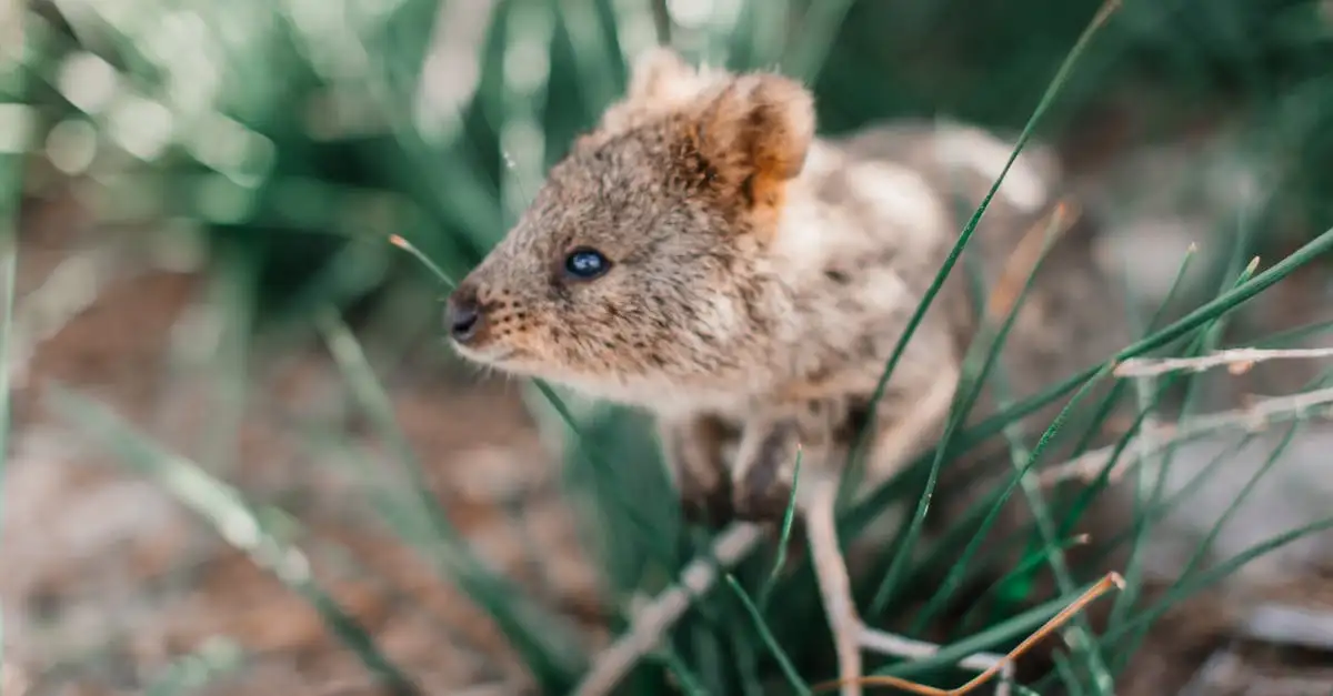 ¿Qué hace a los quokkas el orgullo de la isla Rottnest?