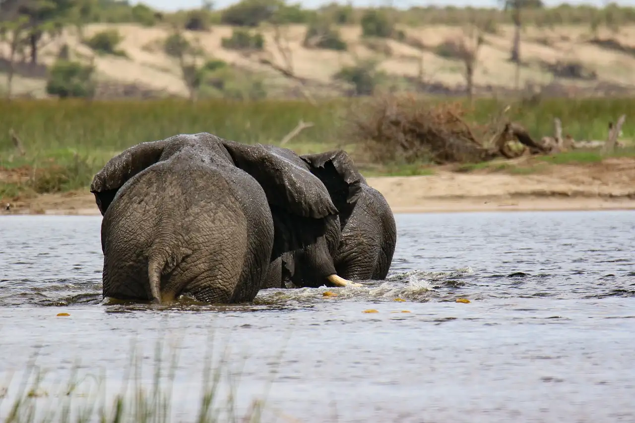 ¿Qué hace único al delta del Okavango en Botswana?