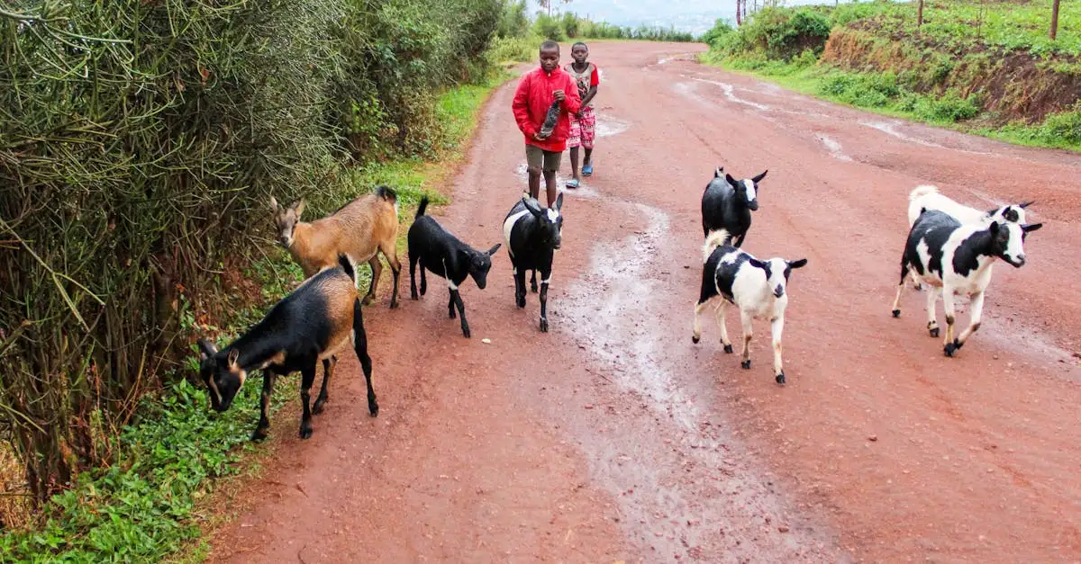 ¿Qué lugares imperdibles visitar en Kigali, Ruanda?