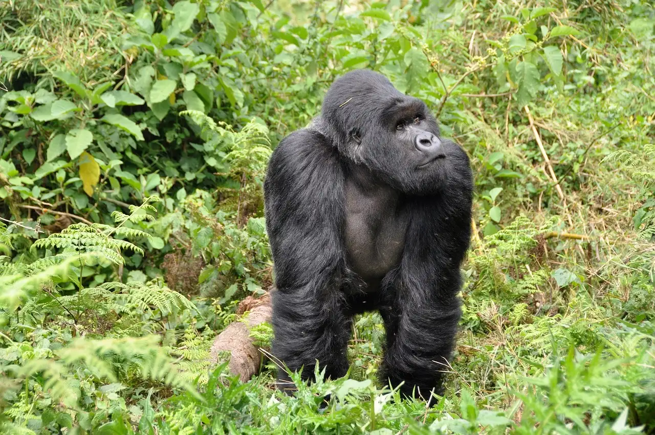 ¿Qué lugares imperdibles visitar en Kigali, Ruanda?