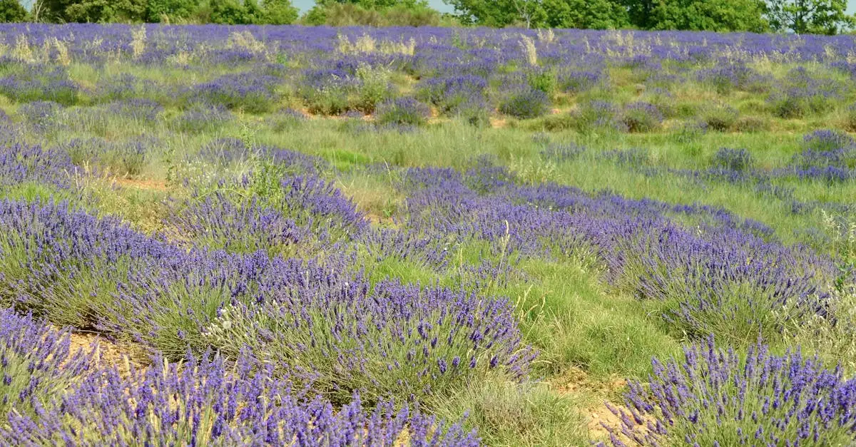 ¿Qué ofrece el Parque Regional de Luberon y sus campos de lavanda?