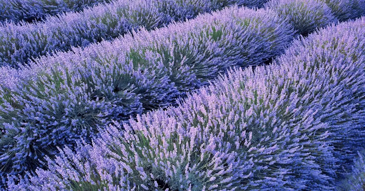 ¿Qué ofrece el Parque Regional de Luberon y sus campos de lavanda?
