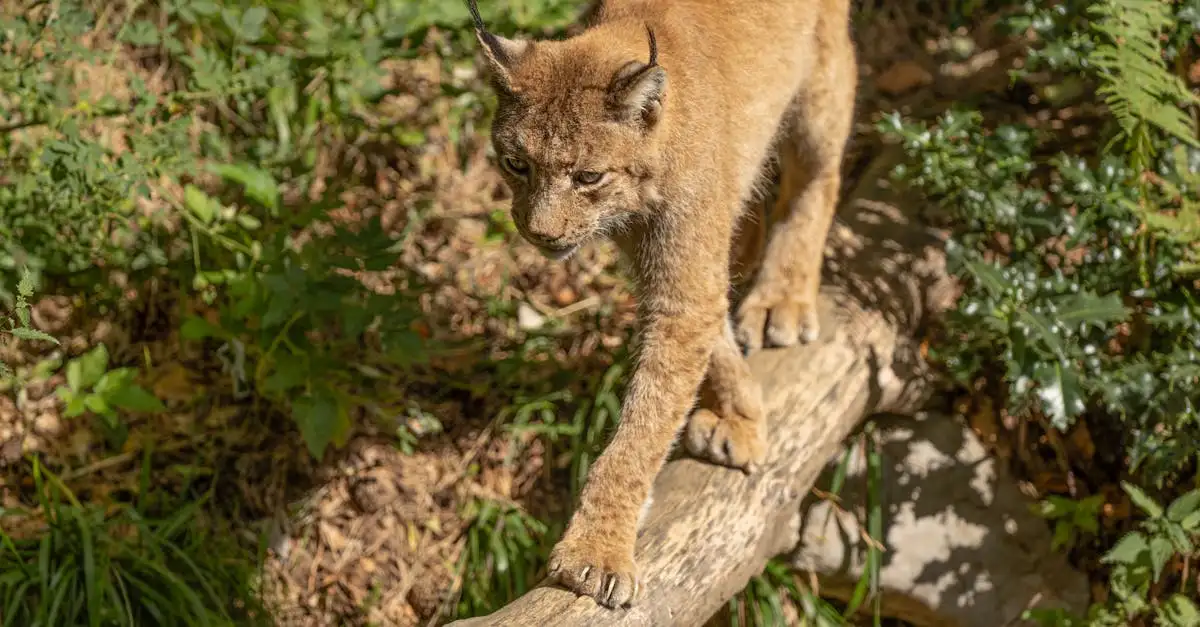 ¿Qué revela el ADN sobre la evolución de los gatos?