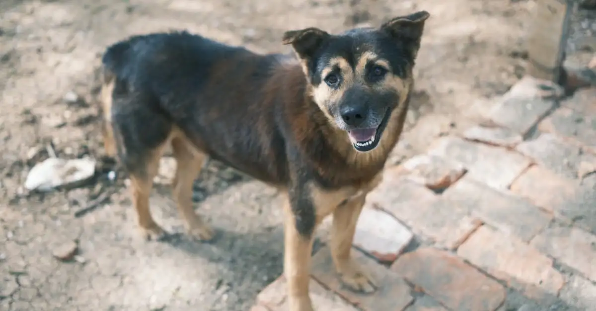 ¿Qué significa que un perro mueva su cola? Descúbrelo aquí.