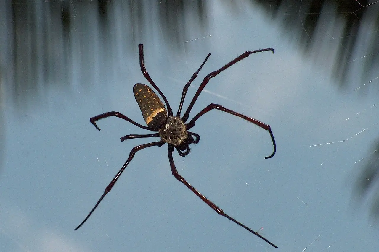 ¿Quién fue Arachne y qué le sucedió en la mitología?