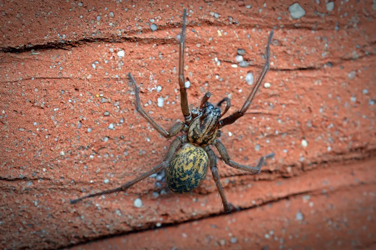 ¿Quién fue Arachne y qué le sucedió en la mitología?