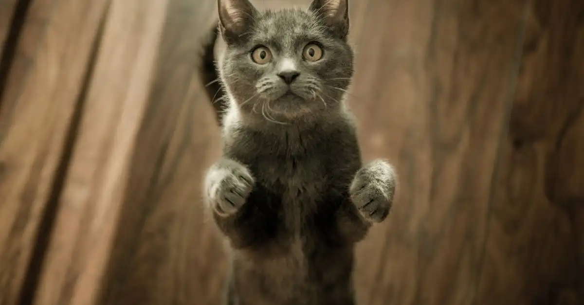 ¿Cómo afectan otras mascotas la conducta de los gatos en casa?