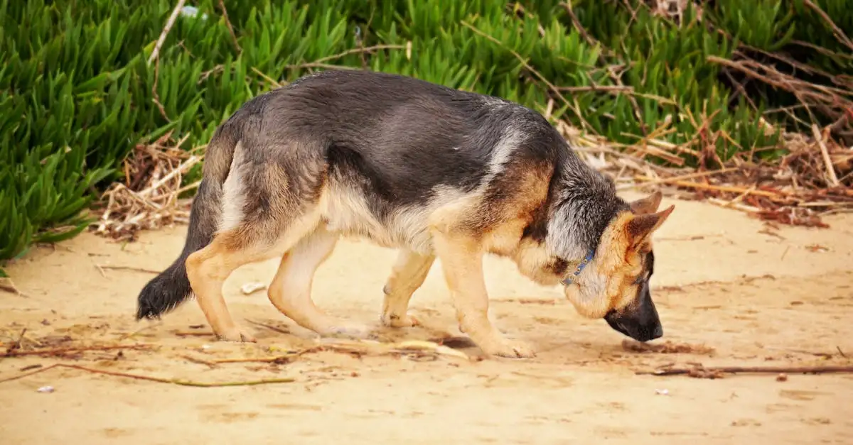 ¿Cómo ayudan los perros en la investigación evolutiva?