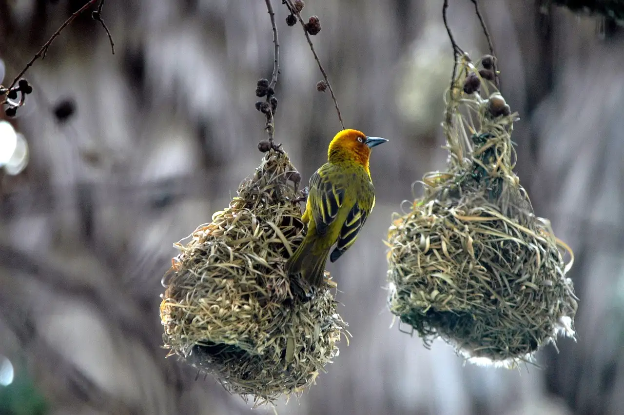 ¿Cómo construyen los pájaros sus nidos? Descúbrelo aquí.