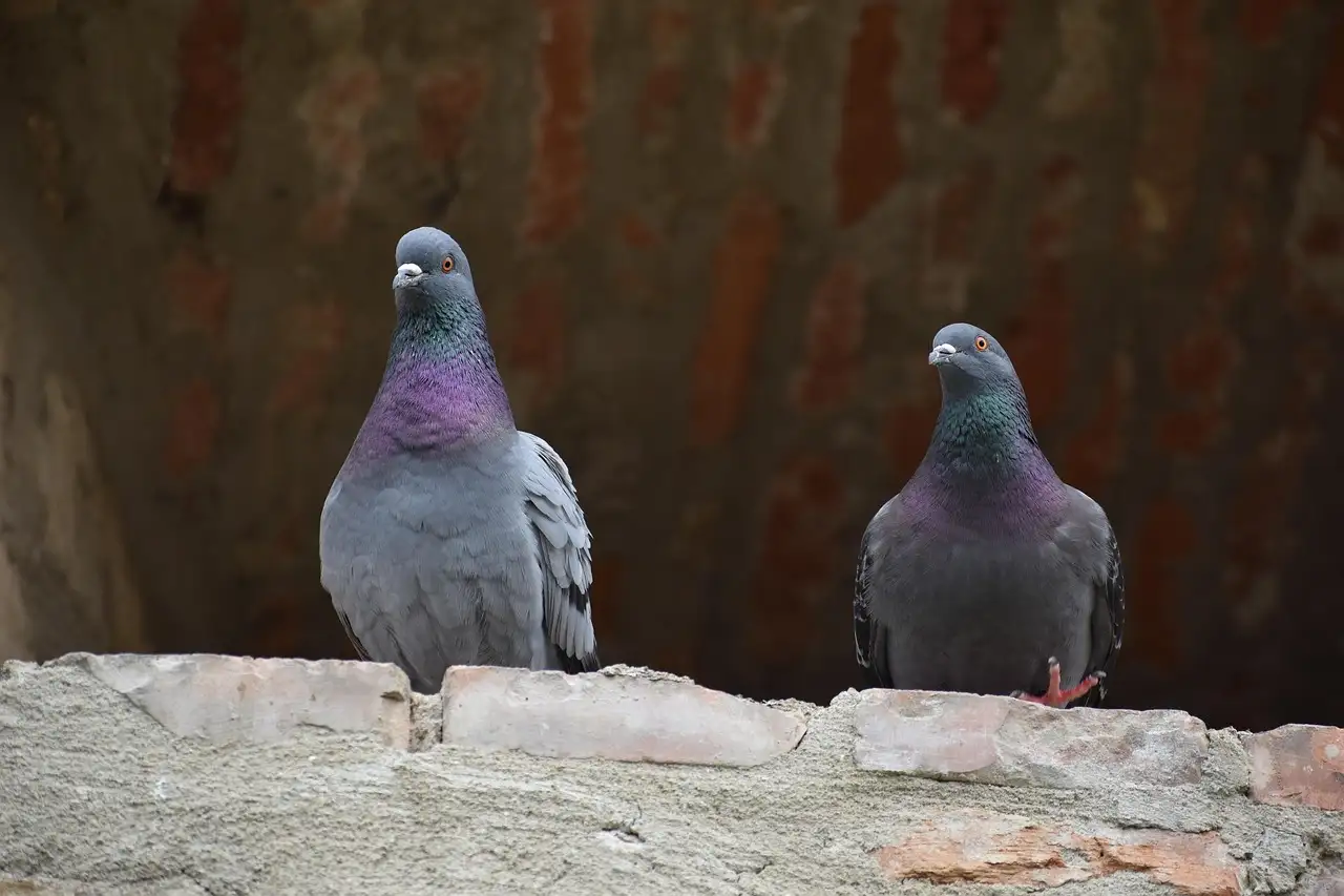 ¿Cómo encuentran las palomas el camino a casa?
