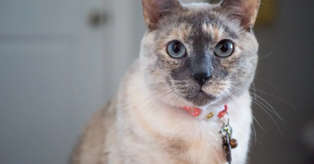 ¿Cómo los gatos ayudan a reducir el estrés en las personas?